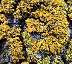 Xanthomendoza fallax