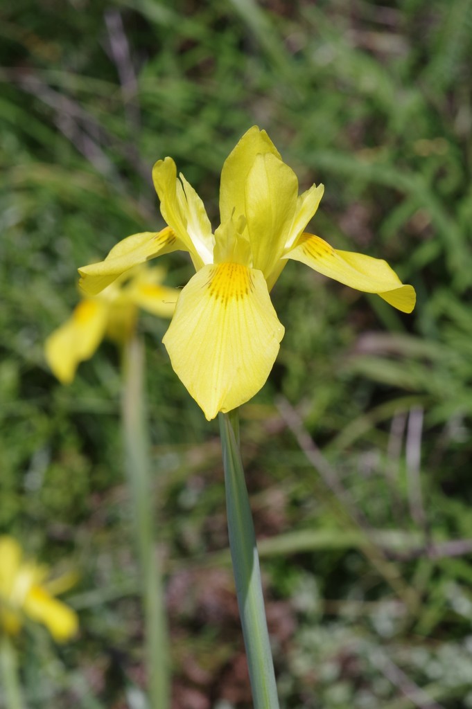 Moraea reticulata