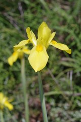 Moraea reticulata