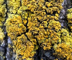 Xanthomendoza fallax
