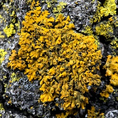Xanthomendoza fallax