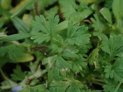 Alchemilla australis