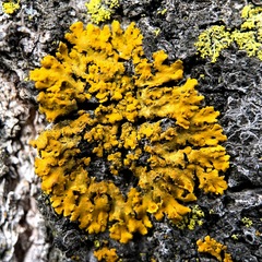 Xanthomendoza fallax