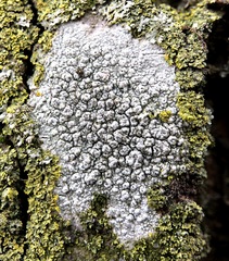 Pertusaria pustulata