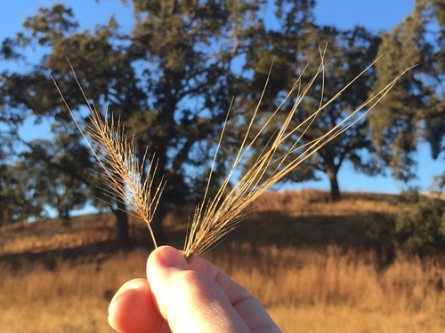 iNaturalist observation photo of medusa head