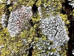 Pertusaria pustulata