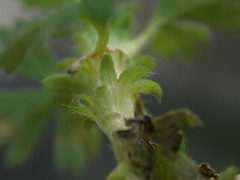 Alchemilla australis