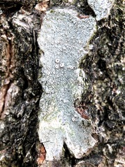 Pertusaria pustulata