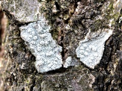 Pertusaria pustulata