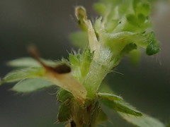 Alchemilla australis