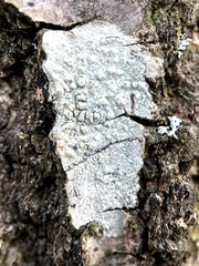 Pertusaria pustulata