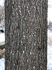 Pertusaria pustulata