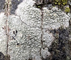 Pertusaria pustulata