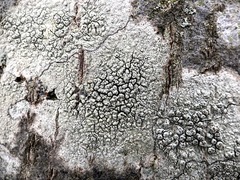 Pertusaria pustulata