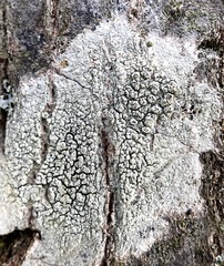 Pertusaria pustulata