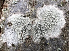 Pertusaria pustulata