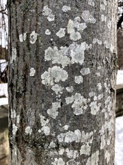 Pertusaria pustulata