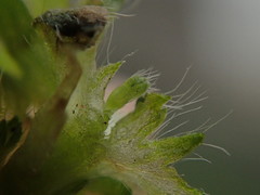 Alchemilla australis