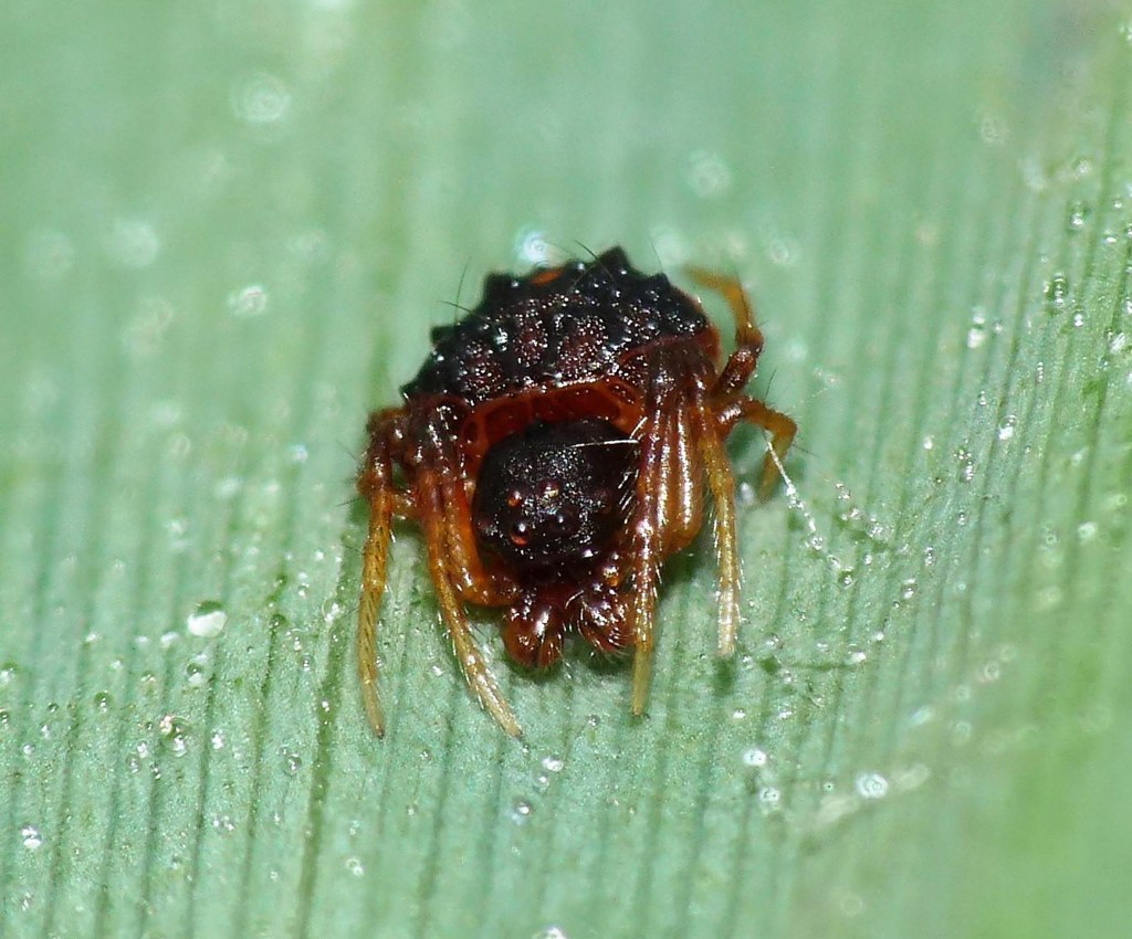 White-banded Bird-dropping Spider
