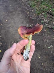 Hygrocybe