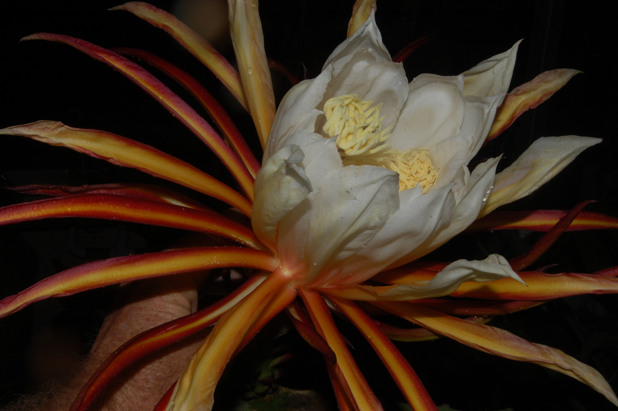 Hylocereus monacanthus