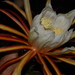 Selenicereus monacanthus - Photo (c) Barry Hammel, algunos derechos reservados (CC BY-NC-SA)