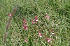 Tritonia disticha