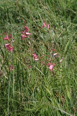 Tritonia disticha