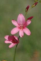 Tritonia disticha