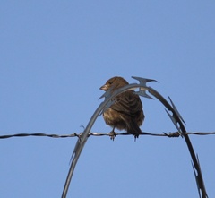 Haemorhous mexicanus