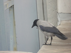 Corvus cornix