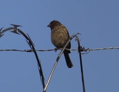 Haemorhous mexicanus