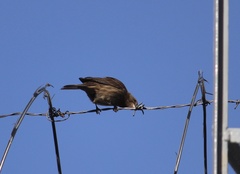 Haemorhous mexicanus