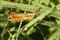 Amblytropidia australis