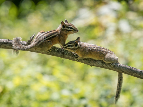 Yellow-pine Chipmunk