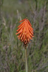 Kniphofia triangularis