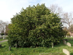 Prunus lusitanica