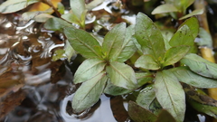 Hygrophila polysperma
