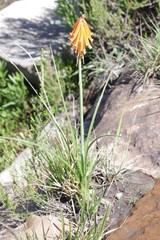 Kniphofia triangularis