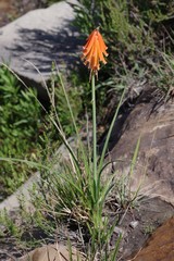 Kniphofia triangularis