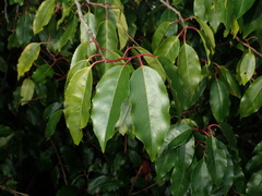 Prunus lusitanica