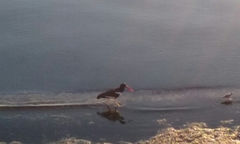 Haematopus palliatus