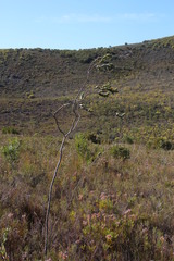 Thesium euphorbioides