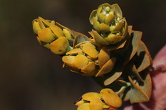 Thesium euphorbioides