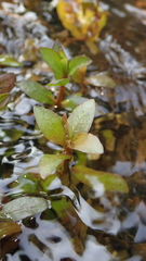 Hygrophila polysperma
