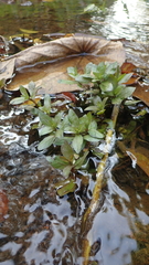 Hygrophila polysperma