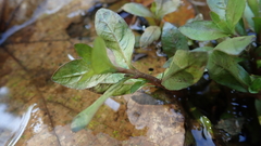 Hygrophila polysperma