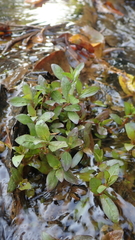 Hygrophila polysperma