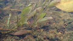 Hygrophila polysperma