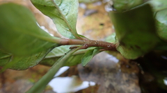 Hygrophila polysperma